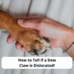 How-to-Tell-if-a-Dew-Claw-is-Dislocated-What-You-Need-to-Know-template