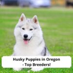 Husky-Puppies-in-Oregon-Top-Breeders-template