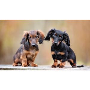 Puppies-R-Us