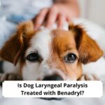 Is-Dog-Laryngeal-Paralysis-Treated-with-Benadryl-template