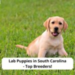 Lab-Puppies-in-South-Carolina-Top-4-Breeders-template