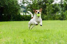 Mid-Atlantic Jack Rescue, Inc.