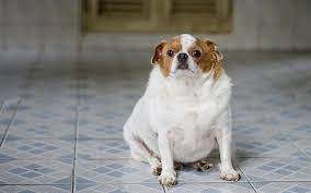 Obesity