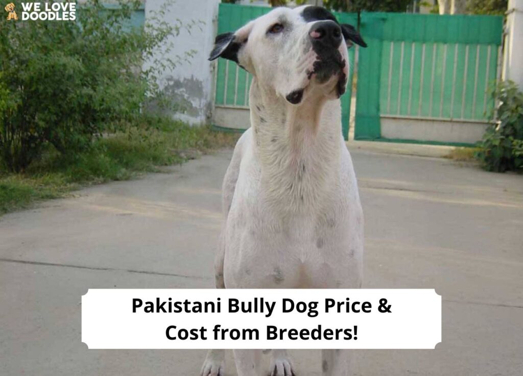 Pakistani Bully Dog Price & Cost from Breeders! (2024) - We Love Doodles