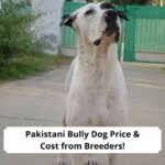 Pakistani-Bully-Dog-Price-Cost-from-Breeders-template