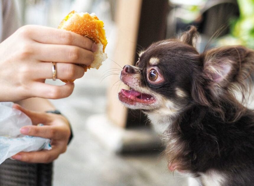 can-dogs-eat-alfredo-sauce-exploring-toxic-dog-foods