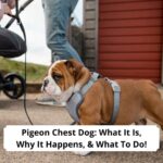 Pigeon-Chest-Dog-What-It-Is-Why-It-Happens-What-To-Do-template