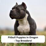 Pitbull-Puppies-in-Oregon-Top-Breeders-template