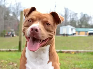 Pitbull Rescues in Tennessee