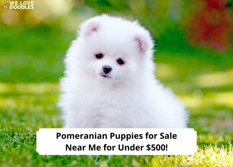 Pomeranian-Puppies-for-Sale-Near-Me-for-Under-500-template