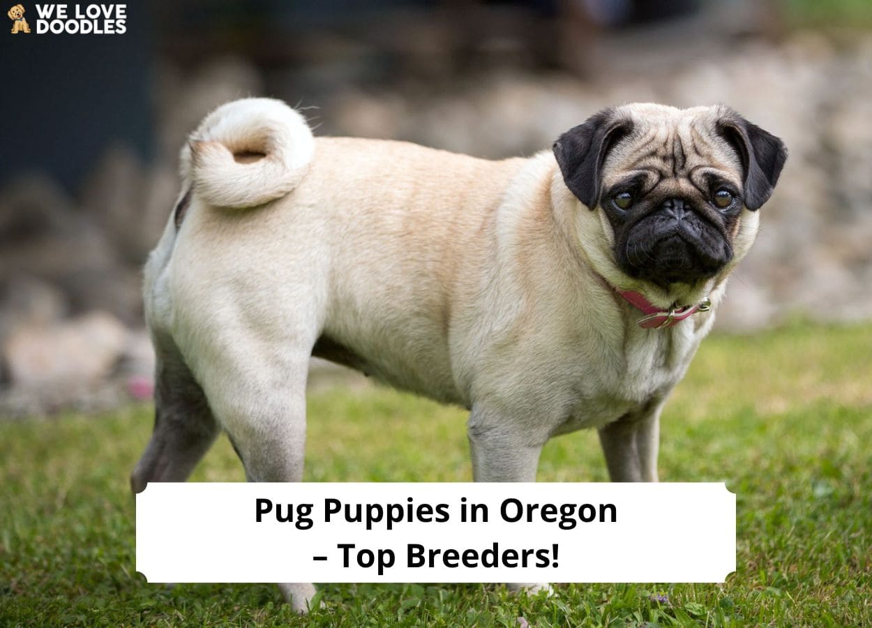 Pug Puppies in Oregon Top 4 Breeders!