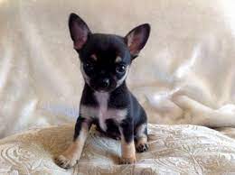 Puppies-for-Sale-in-Ohio-under-300