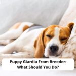 Puppy-Giardia-From-Breeder-What-Should-You-Do-template