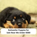 Rottweiler-Puppies-for-Sale-Near-Me-Under-500-template