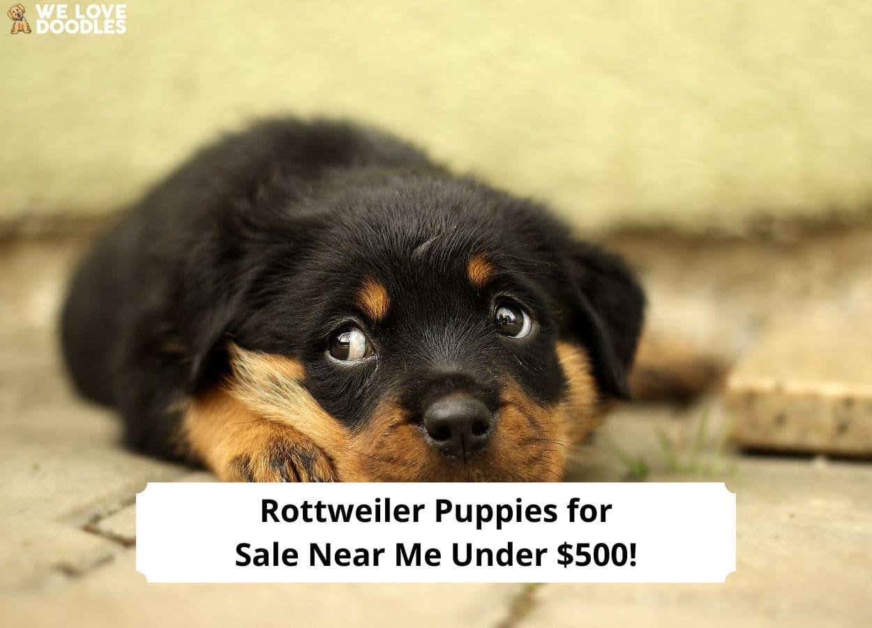 Rottweiler Puppies for Sale Near Me Under 500! (2024) We Love Doodles