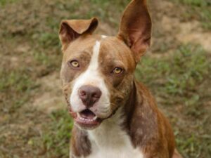 Secondhand-Mutts-Dog-Rescue