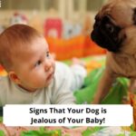 Signs-That-Your-Dog-is-Jealous-of-Your-Baby-template