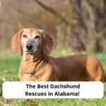 The-4-Best-Dachshund-Rescues-in-Alabama-template