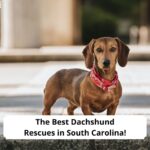 The-Best-Dachshund-Rescues-in-South-Carolina-template
