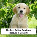 The-Best-Golden-Retriever-Rescues-in-Oregon-template