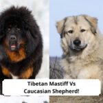 Tibetan-Mastiff-Vs-Caucasian-Shepherd-Whats-The-Diffeerence-template