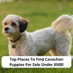 Top-Places-To-Find-Cavachon-Puppies-For-Sale-Under-500-template