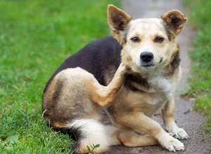 What Causes East-West Feet in Dogs?