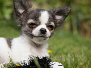 What is the Cost of Owning a Chihuahua?