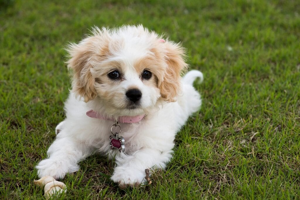 What is the Lifespan of a Cavachon? - We Love Doodles