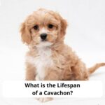 What-is-the-Lifespan-of-a-Cavachon-template