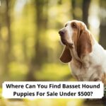 Where-Can-You-Find-Basset-Hound-Puppies-For-Sale-Under-500-template