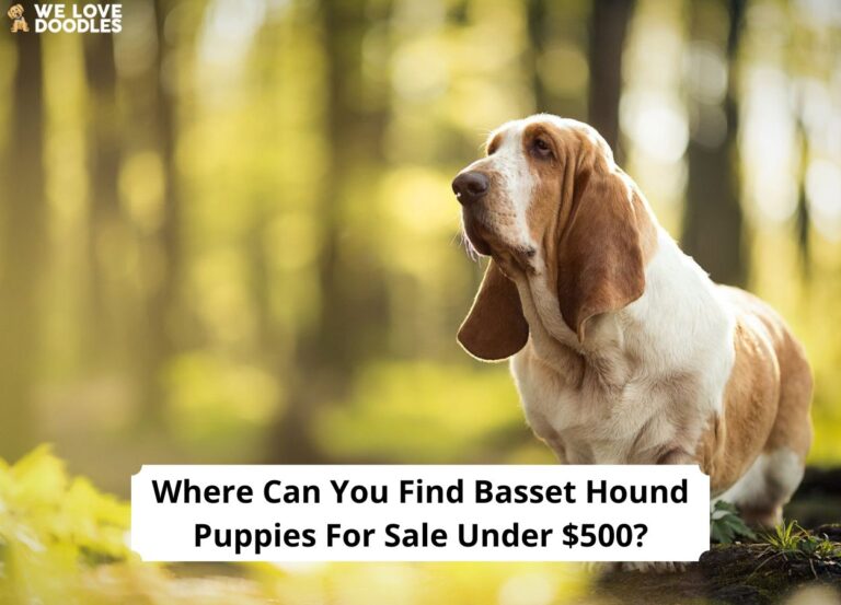 Where Can You Find Basset Hound Puppies For Sale Under 500? (2024