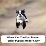 Where-Can-You-Find-Boston-Terrier-Puppies-Under-300-template