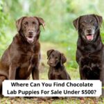 Where-Can-You-Find-Chocolate-Lab-Puppies-For-Sale-Under-500-template