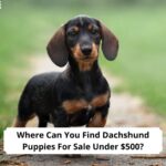 Where-Can-You-Find-Dachshund-Puppies-For-Sale-Under-500-template