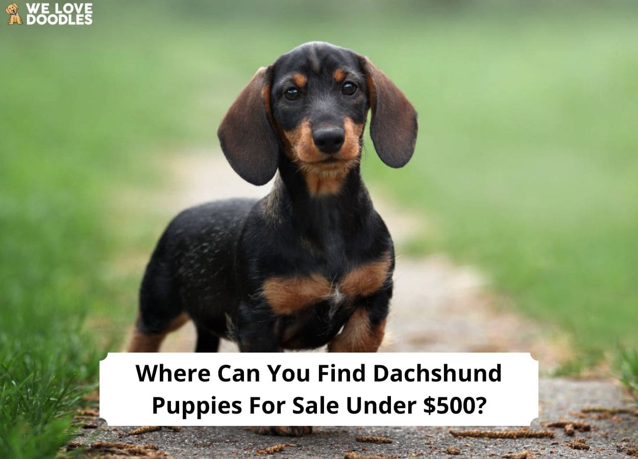 Buy Dachshund