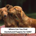 Where-Can-You-Find-Dachshund-Puppies-for-200-template