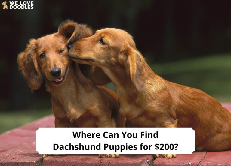 Where-Can-You-Find-Dachshund-Puppies-for-200-template