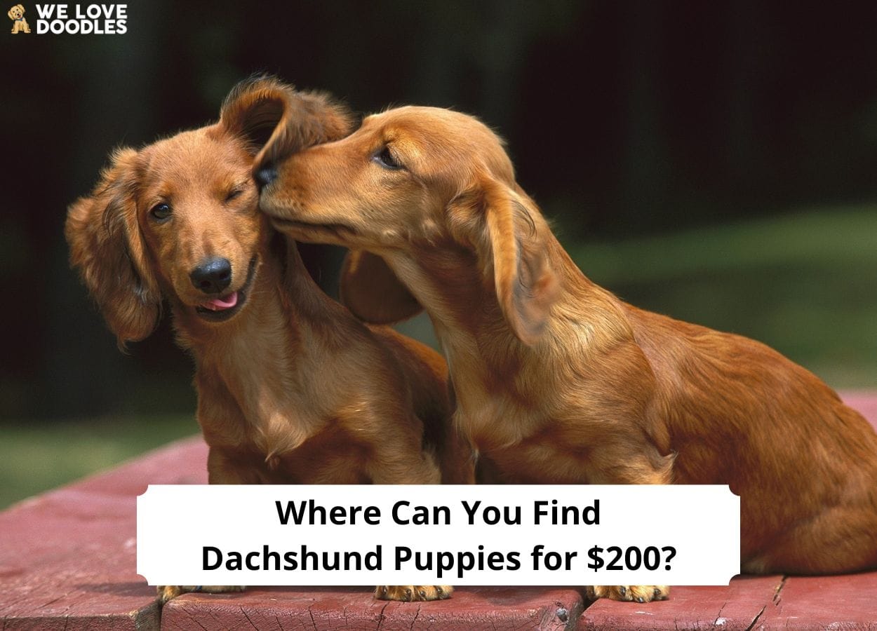 Where Can You Find Dachshund Puppies for 200? (2024) We Love Doodles