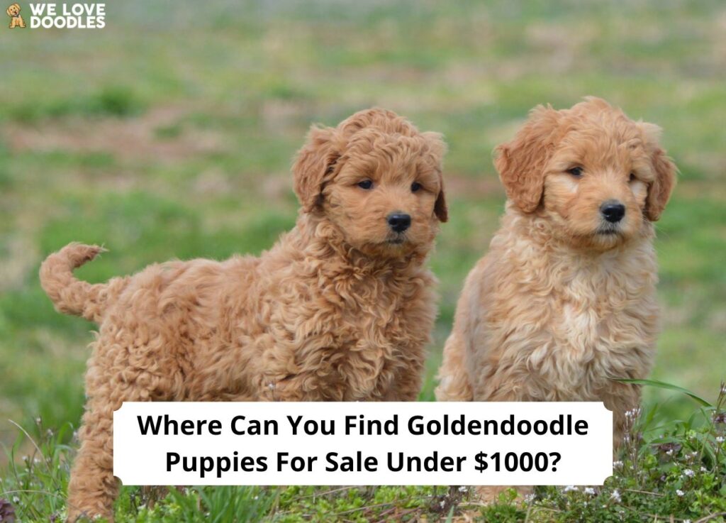 Goldendoodle Puppies for Sale Under $1000 - wide 1