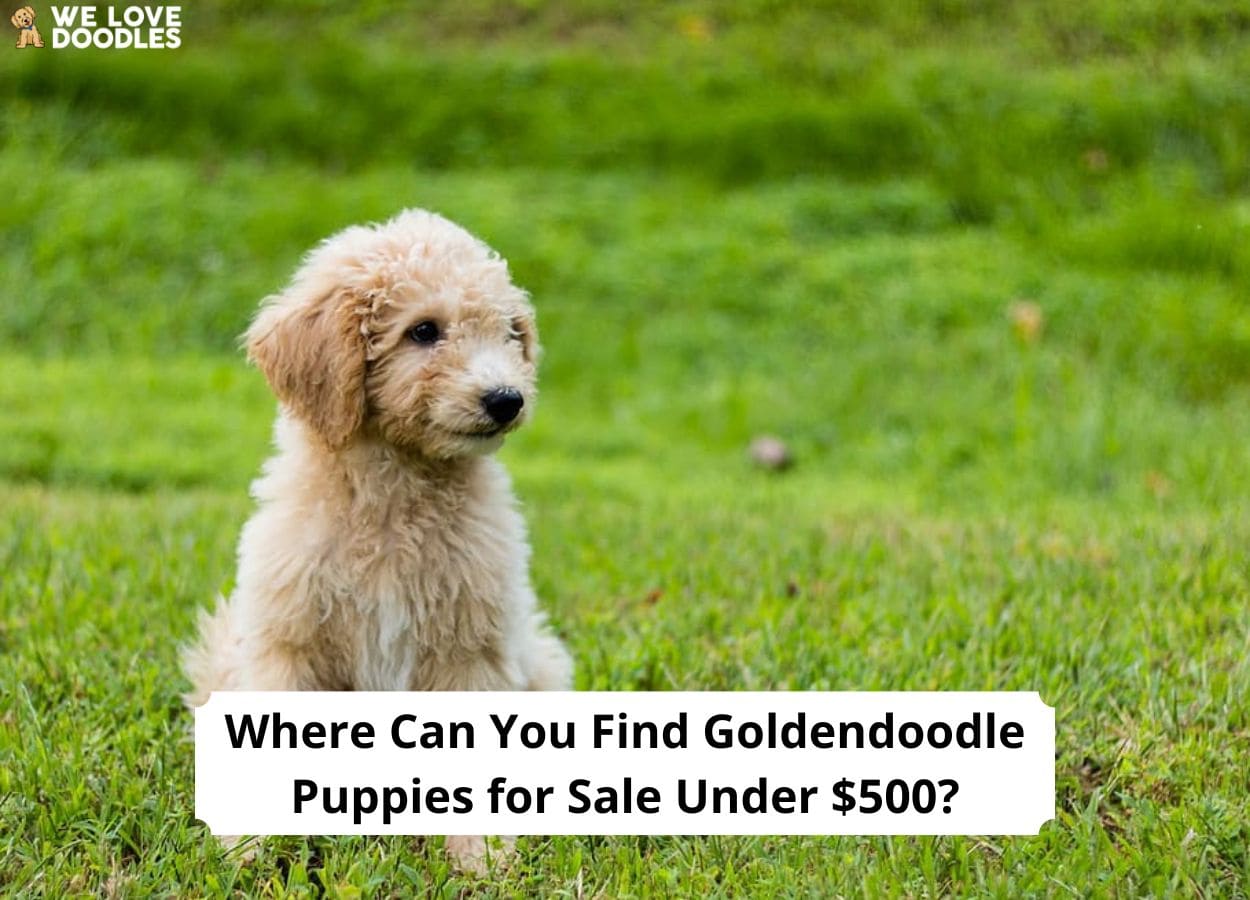 Goldendoodle puppies for discount sale under $500