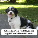 Where-Can-You-Find-Havanese-Puppies-For-Sale-Under-500-template