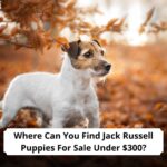 Where-Can-You-Find-Jack-Russell-Puppies-For-Sale-Under-300-template