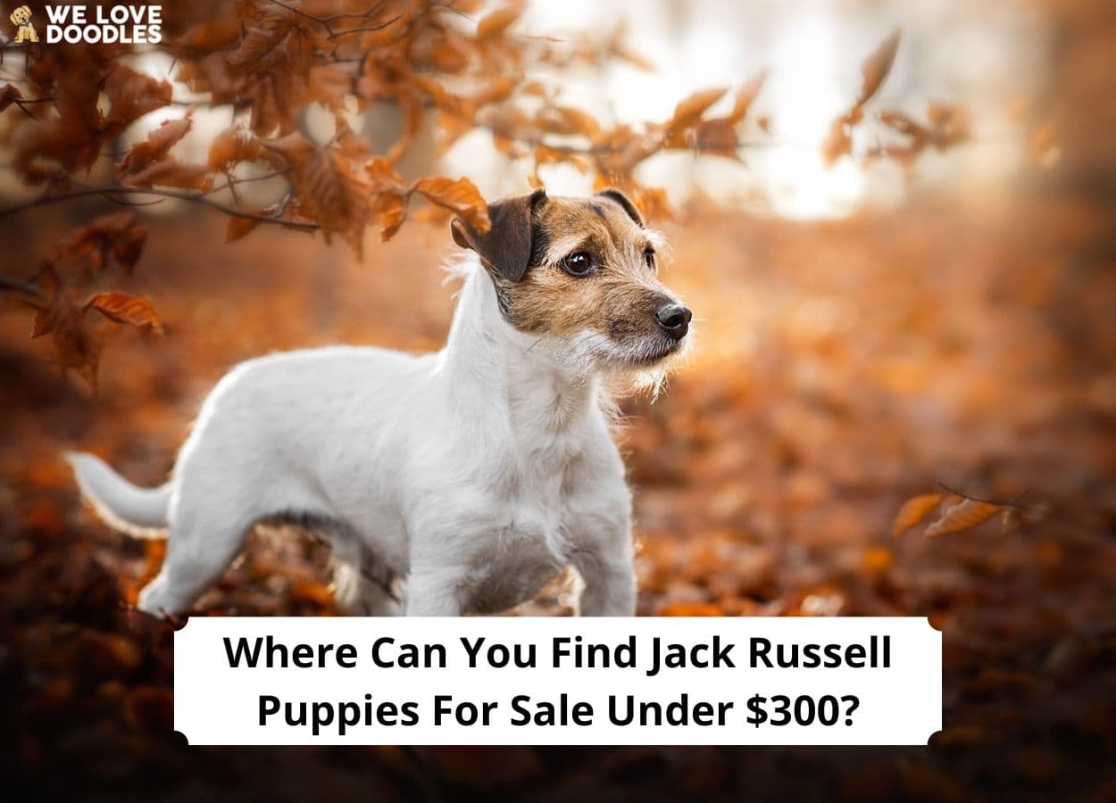 where-can-you-find-jack-russell-puppies-for-sale-under-300-we-love