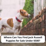Where-Can-You-Find-Jack-Russell-Puppies-for-Sale-Under-500-template