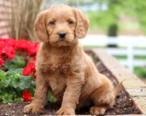 Where Can You Find Labradoodle Puppies for Sale Under $500