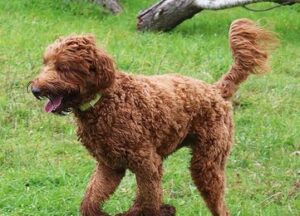 Where Can You Find Labradoodle Puppies for Sale Under $500