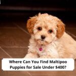 Where-Can-You-Find-Maltipoo-Puppies-for-Sale-Under-400-tempalte