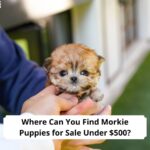 Where-Can-You-Find-Morkie-Puppies-for-Sale-Under-500-template