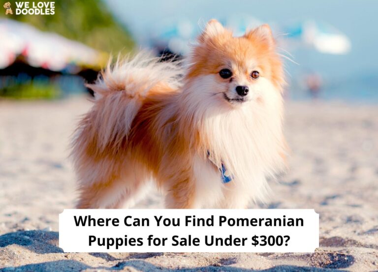 Where-Can-You-Find-Pomeranian-Puppies-for-Sale-Under-300-template